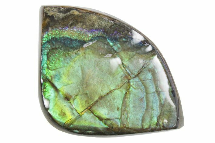 Iridescent Ammolite (Fossil Ammonite Shell) - Alberta #357466